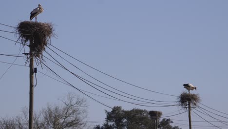 Two-storks-nests-on-electric-power-lines-poles,-wide-angle-view