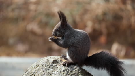 Eurasisches-Eichhörnchen,-Das-Nuss-Isst-Und-Auf-Einem-Felsen-Im-Herbstwald-Sitzt