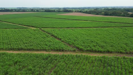 Aerial-of-sugar-cane-crops-in-valle-del-cauca-colombia