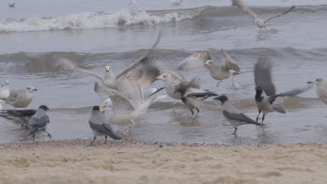 Flock-Of-Seagulls-On-Redlowo-Beach-In-Gdynia-Fighting-Over-Food
