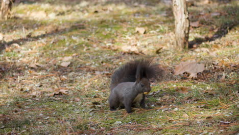Eurasian-Red-Squirrel-Standing-on-Hind-Legs-Finds-the-Nut,-Picks-Up-Nut-From-The-Ground-And-Runs-Away