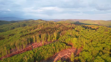 Toma-Aérea-De-La-Deforestación-Que-Ocurre-En-El-Bosque-De-Los-Tatras-Inferiores,-Eslovaquia