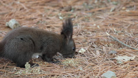 Das-Eurasische-Rote-Eichhörnchen-Findet-Die-Nuss-In-Den-Fichtennadeln-Auf-Dem-Boden,-Nimmt-Die-Nuss-Auf-Und-Rennt-Davon