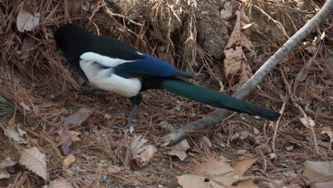 One-magpie-is-looking-for-food-hidden-by-tree-squirrel-under-fallen-leaves-in-a-park