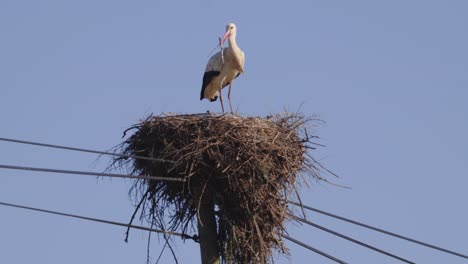 Single-stork-building-his-nest,-standing-on-electric-power-line-pole,-closeup-view