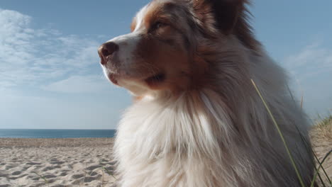 Australian-shepherd-dog-on-beach,-head-extreme-closeup-view,-windy-weather