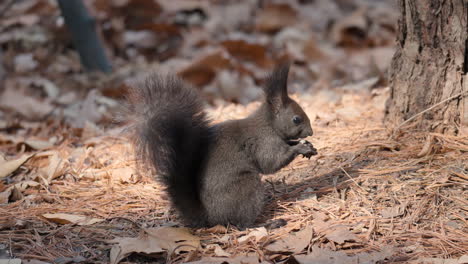 Red-squirrel-sitting-on-ground-covered-in-pine-needles-eating-a-hazelnut