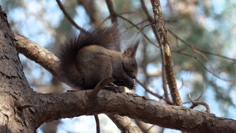 Eurasisches-Rotes-Eichhörnchen,-Das-Nuss-Frisst,-Sitzt-Auf-Einem-Kiefernzweig-Und-Zoomt-Heraus