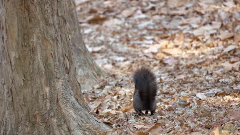 Eurasisches-Eichhörnchen-Springt-Auf-Einen-Boden-Und-Hält-Kastaniennüsse-Im-Maul-Im-Herbstwald