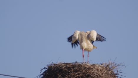 White-stork-standing-in-its-nest-and-looking-around,-extreme-closeup-view