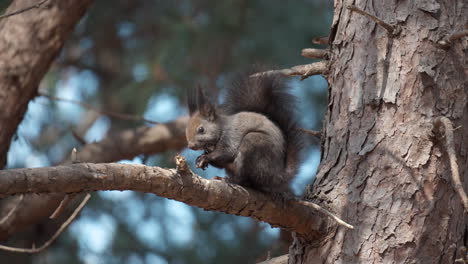 Eurasisches-Rotes-Eichhörnchen,-Das-Nuss-Frisst-Und-Auf-Einem-Kiefernzweig-Sitzt