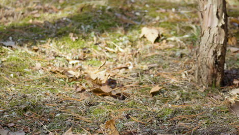 Das-Eurasische-Eichhörnchen-Frisst-Leckere-Haselnüsse,-Sitzt-Auf-Einer-Wiese-Mit-Abgefallenen-Blättern-Und-Springt-In-Zeitlupe-Davon