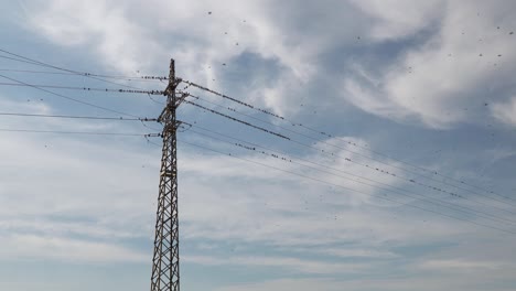 Muchos-Pájaros-Estorninos-Descansando-En-Una-Línea-Eléctrica-Y-Volando-Todos-A-La-Vez