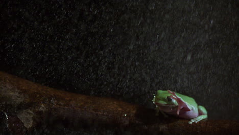 Frog-wiping-wet-eyes-in-the-rain