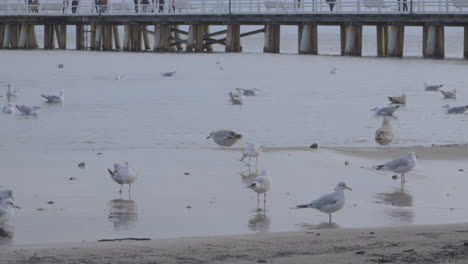 People-At-The-Bridge-With-Sea-Gulls-On-Gdynia-Redlowo-Beach,-Baltic-Coast,-Poland