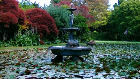 Mallard-duck-sits-on-fountain-in-lily-pond-at-Mona-Vale-Gardens-in-summertime---Christchurch