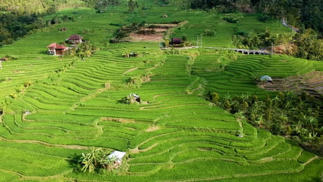 Filmisches-Drohnenvideo-Von-Der-Reisterrasse-In-Asien,-Indonesien-Mit-Grüner-Farbe-Und-Wunderbarem-Sonnenlicht