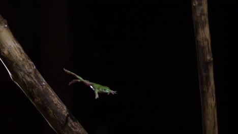 Tree-frog-jumping-off-a-branch-slow-motion