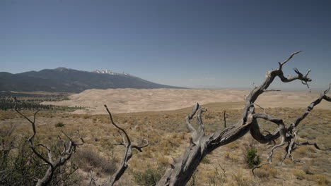 Dramatic-landscape-of-Great-Sand-Dunes-National-Park-with-ancient-tree