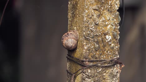 Static-shot-of-a-snail-on-a-concrete-pillar-with-a-blurry-background