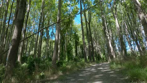 POV-off-road-cycling-through-beautiful-forest-across-light-and-dark-patterns-in-track---Ashburton-River-Trail