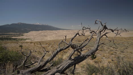 Great-Sand-Dunes-National-Park-with-dead-Juniper-Tree-in-foreground