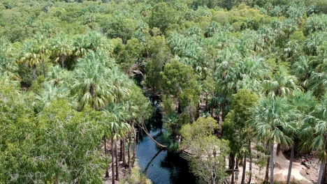 Filmisches-Drohnenvideo,-Schwimmen-In-Heißen-Quellen-Im-Mataranka-Outback,-Katherine-Naturquelle-Zwischen-Palmen