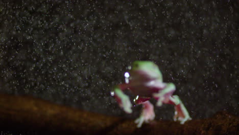 Head-on-shot-of-frog-jumping-in-the-rain