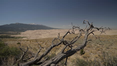 Panning-past-dead-juniper-tree-to-sand-dune-field-with-mountains-behind