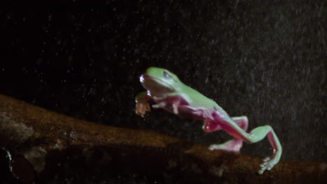 Slow-motion-frog-jumping-in-the-rain