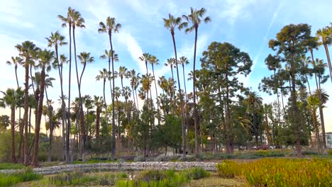 Palm-Tree-Grove-in-Echo-Park