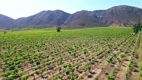 Aerial-Drone-Above-Vineyards,-Casablanca-Valley,-Chilean-Region,-Grape-Varietals-Green-Viticulture-Landscape