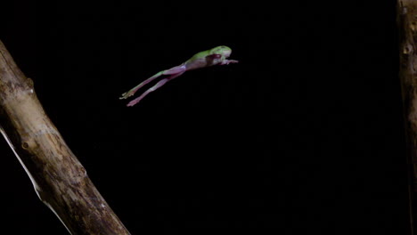 Slow-motion-side-profile-tree-frog-jumping