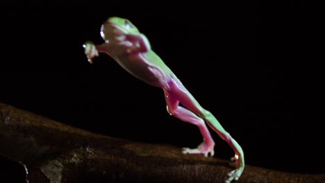 Side-profile-slow-motion-dumpy-tree-frog-jump
