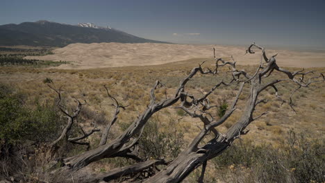 Great-Sand-Dunes-National-Park-behind-scenic-old-Juniper-Tree