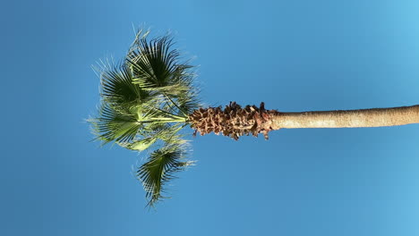 A-vertical-shot-of-a-single-palm-tree-against-a-blue-sky
