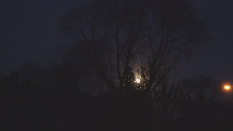 Der-Mond-Scheint-Nachts-Mit-Einem-Baum-Im-Vordergrund