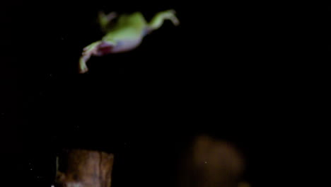 Tree-frog-jumping-from-branch-to-branch-slow-motion
