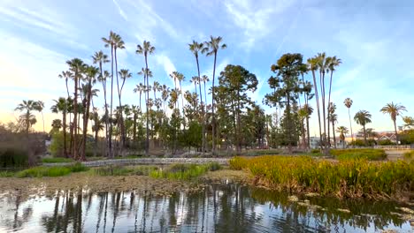 Wide-View-of-Palm-Tree-Grove-reflected-on-Echo-Park-Lake