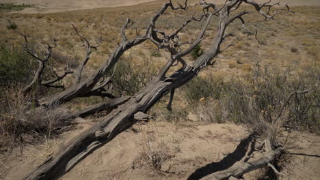 Panning-up-to-Great-Sand-Dunes-National-Park-behind-dead-juniper-tree