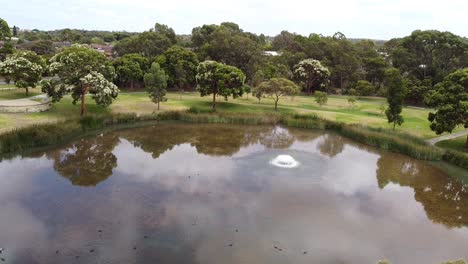 Aerial-View-Showing-Group-Of-Ducks-Landing-On-Circular-Lake---Perth-Australia