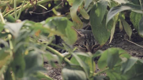 Static-shot-of-a-cat-looking-into-the-camera-from-behind-some-green-leaves