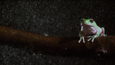 Whites-tree-frog-in-the-rain-slow-motion