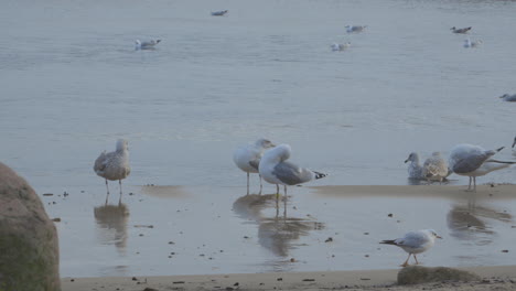 Group-Of-Seagulls-Preening-Their-Feathers-On-Redlowo-Beach-In-Gdynia