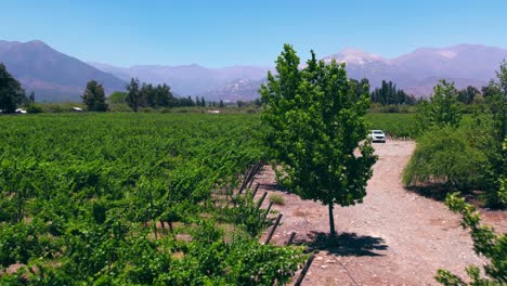 Aerial-View-Above-Pirque-Vineyard,-Chile,-Wine-Growing-Valley-Fields-below-Andean-Cordillera,-Famous-Grape-Harvesting-Region