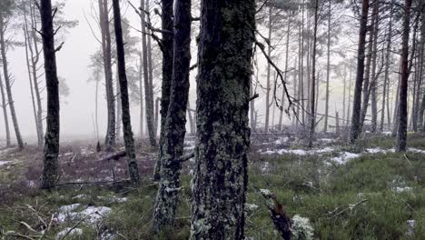 Pan-shot-in-a-misty-foggy-winter-forest