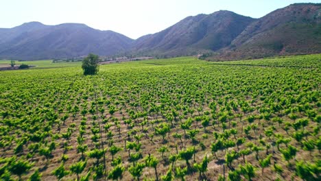 Aerial-view-over-lush-vineyards-field-towards-mountains-in-Casablanca-Valley,-Chile