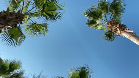 Hohe-Palmen-Vor-Dem-Hintergrund-Eines-Blauen-Himmels