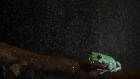 Slow-motion-frog-wiping-eye-in-the-rain
