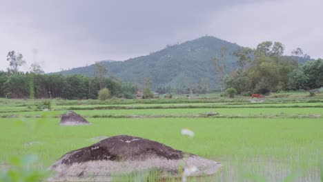 Malerische-Aussicht-Auf-Atemberaubende-Reisfelder-Mit-Bergen-In-Asien